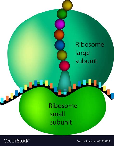 Ribosomes