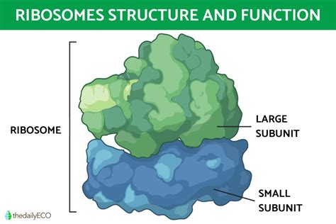 Ribosomes structure