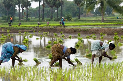 Rice culture and significance