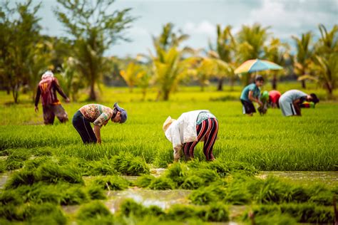 Rice farming and cultivation