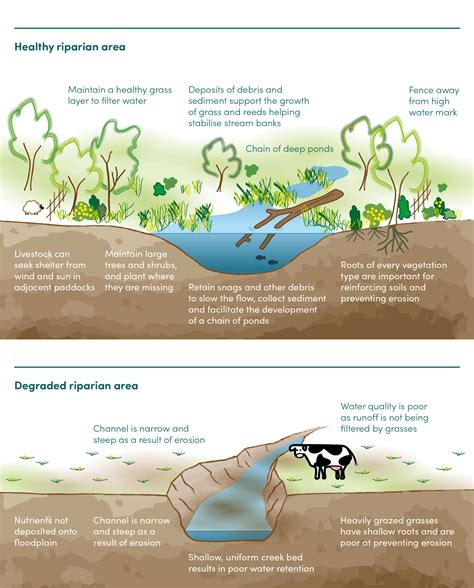 Riparian Restoration in Tributary Management