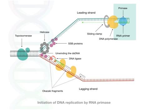 A diagram illustrating RNA primers