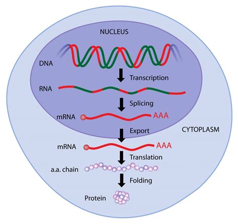 RNA synthesis process