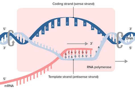 RNA synthesis