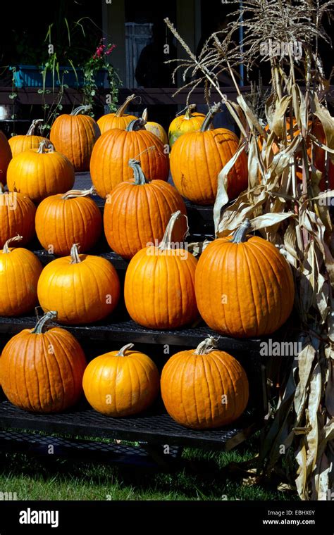 A roadside stand display of pumpkins