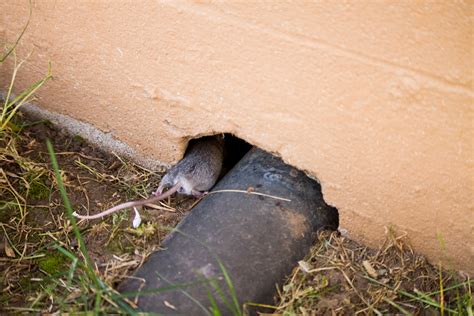 Description of Rodent Damage