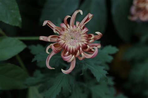 Rolled Chrysanthemum Image