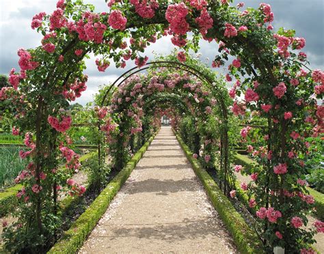 A rose garden representing love and beauty