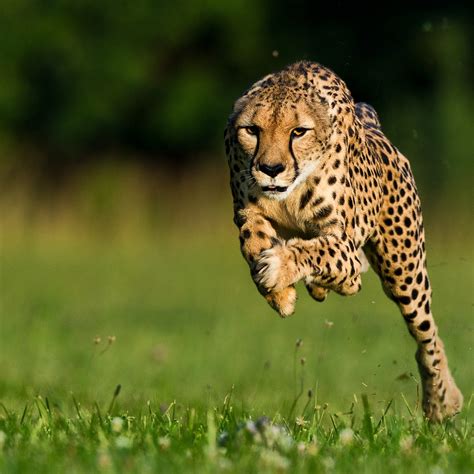 A close-up of a running leopard's face