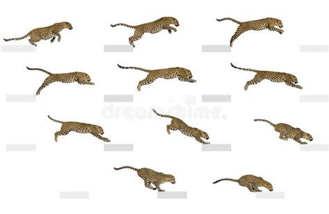 A running leopard drawn using digital drawing software