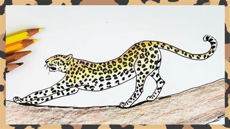 A running leopard drawn in a dynamic pose