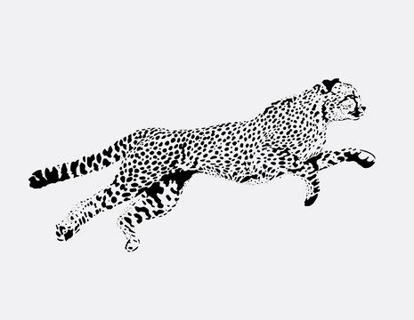 A running leopard drawn using gesture drawing