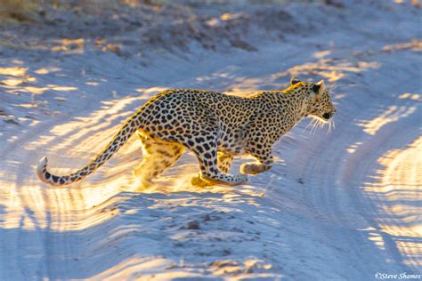 A running leopard drawn using traditional media