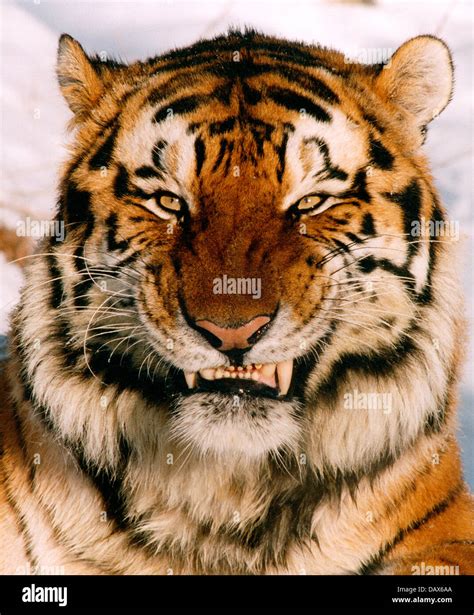 Russian tiger's stripes