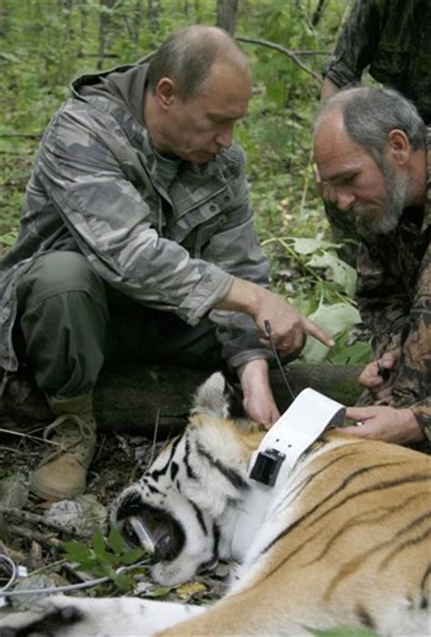 Russian tiger's eyes