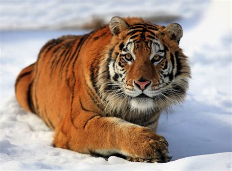 Russian tiger's fur