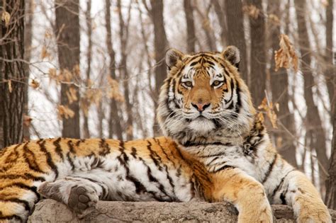 Russian tiger's habitat at night