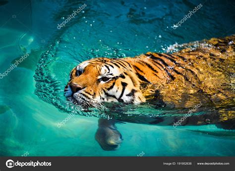 Russian tiger swimming in a river