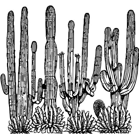 Saguaro cactus coloring page