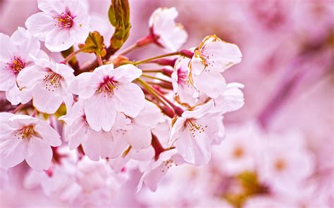 Sakura Blossom Image