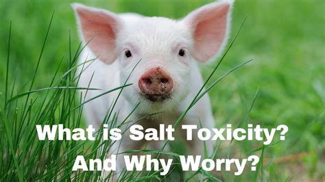 Salt is toxic to dogs