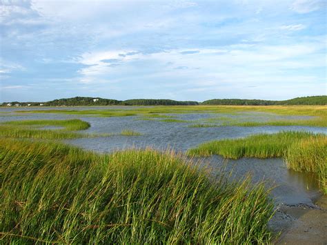 Saltwater Swamp