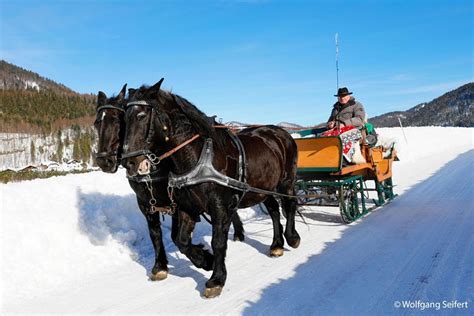 Salzburg Christmas Market Horse-Drawn Sleigh