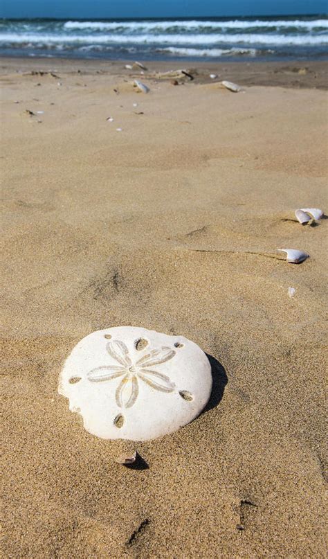 A sand dollar on the beach, surrounded by other beach treasures