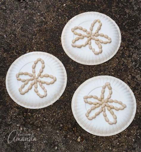 A sand dollar craft, highlighting the creature's beauty