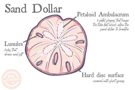 A sand dollar's five-part body, symbolizing perfection