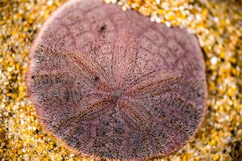 A sand dollar in its natural habitat, surrounded by other marine creatures