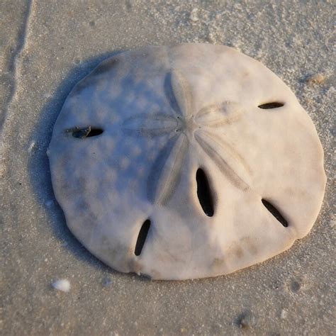 A sand dollar in the ocean, surrounded by waves and marine life