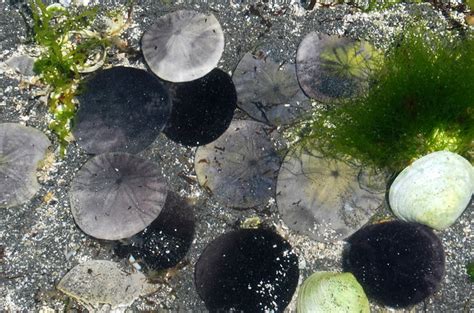 A sand dollar in a tide pool, surrounded by other ocean creatures