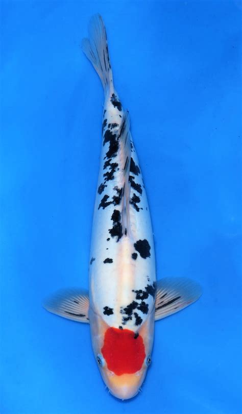 Sanke koi