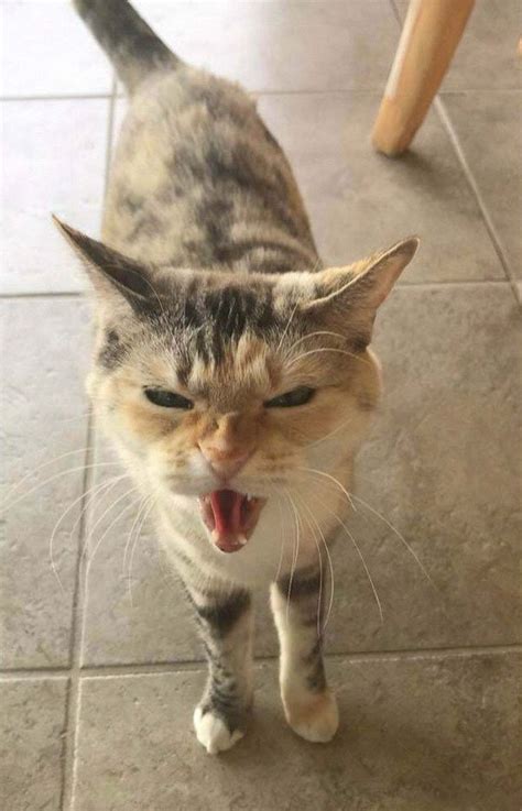 Sarcastic Screaming Cat Meme