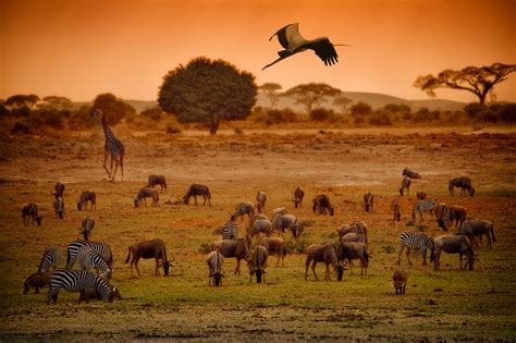 Savanna biodiversity