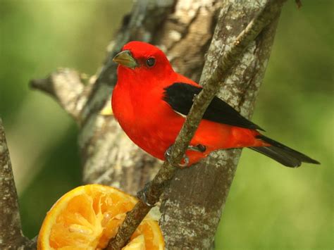 Scarlet Tanager in flight