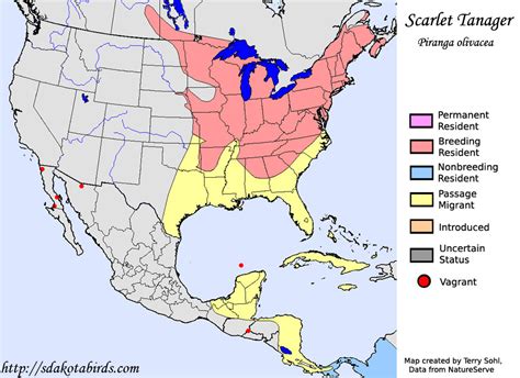 Scarlet Tanager migration pattern