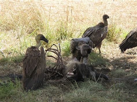 Scavenging and foraging