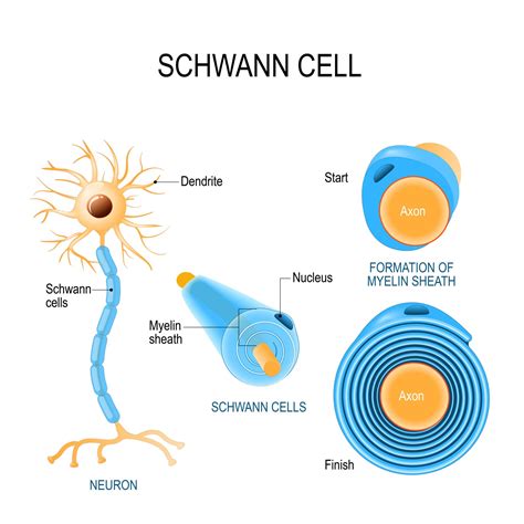 Schwann Cells