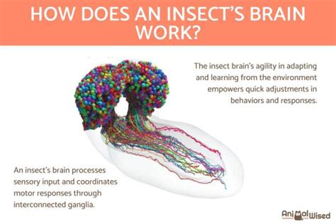 The Science Behind Bug Brain