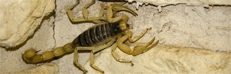 Description of Scorpion Habitat