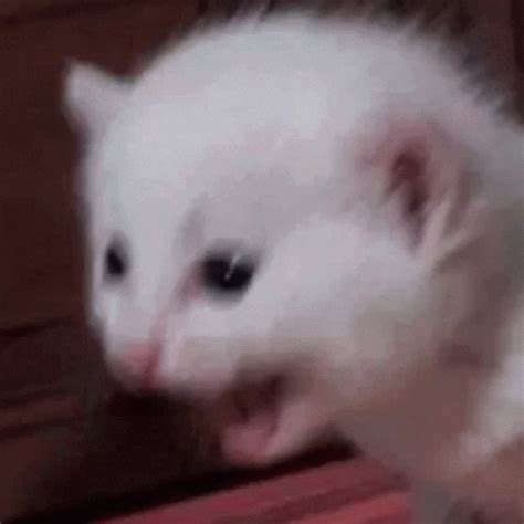 Screaming Cat Reaction Meme