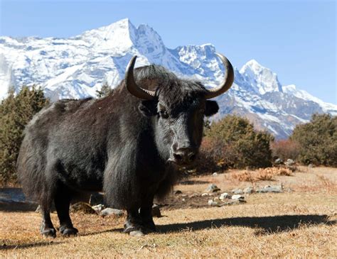 A screaming yak in the Himalayas