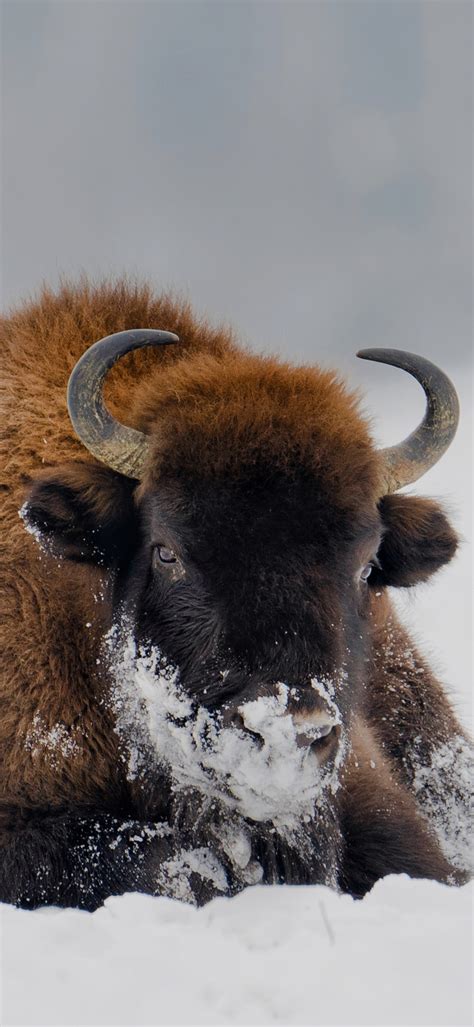 Screaming yaks in the snow