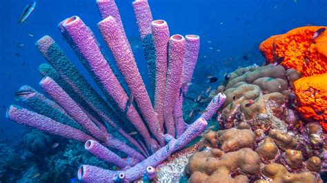 Sea Sponges