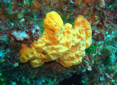 Sea Sponges