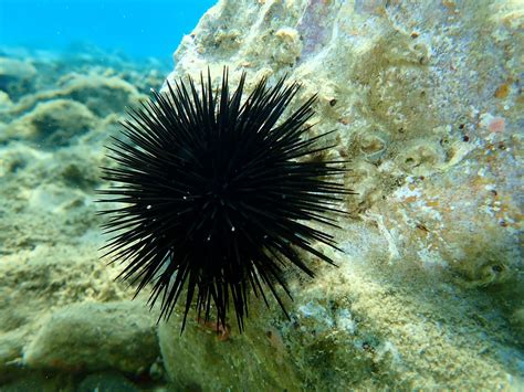 Sea Urchins