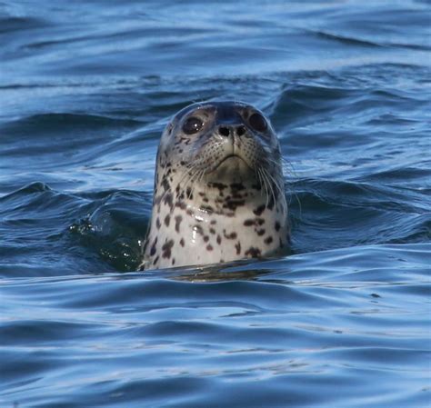 Seal behavior