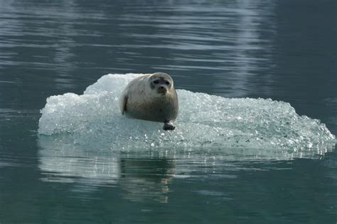 Seal climate change